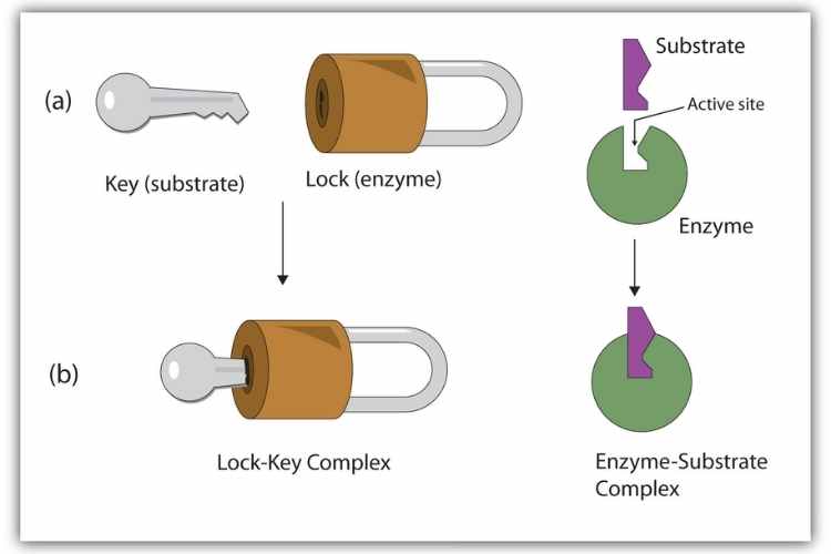Which two substances bind using a lock-and-key mechanism?